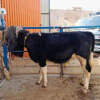 فروش گوساله نر تقریبا ۲۰۰کیلویی