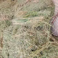 یونجه (علف درزه کرده)|عمدهفروشی|تفت, |دیوار