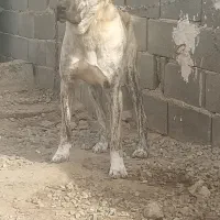 سگ ماده نر توله نگهبان واگذاری جانواری گله ای