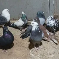 انواع کبوتر نقش و پرشی