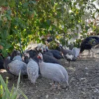 مرغ شاخدار،بوقلمون ومحلی