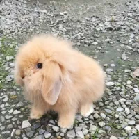 خرگوش مینی لوپ