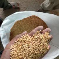 گندم بذری
