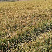 فروش شلتوک عنبربو بذری درجه 1 خوزستان
