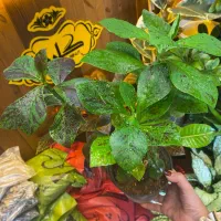 گل های طبیعی|گل و گیاه طبیعی|اراک, |دیوار