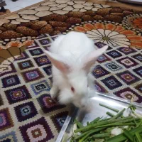 خرگوش