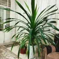 گل اپارتمان