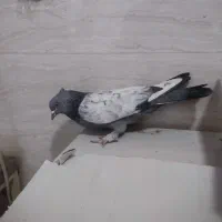 رنگی|پرنده|شیراز, شهرک مدرس|دیوار