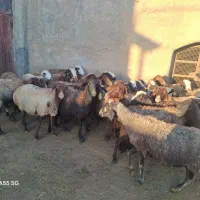 ۳۰ رس میش|حیوانات مزرعه|خنداب, |دیوار