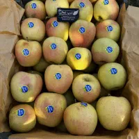 فروش عمده انواع نهالهای لیبل دار در نهالستان غرب|خدمات باغبانی و درختکاری|یاسوج, |دیوار