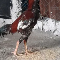 خروس لاری