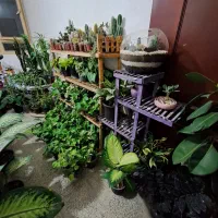 فروش فوقالعاده گل های آپارتمانی|گل و گیاه طبیعی|بیرجند, |دیوار