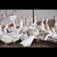 جوجه قوغاز اوکراینی و آفریقای خالص