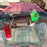 فنچ با قفس|پرنده|بندر ماهشهر, |دیوار