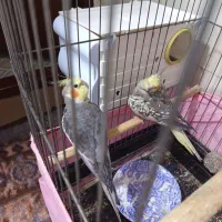 عروس هلندی های  سالم و آماده جوجه کشی