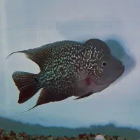 فلاور کامفا