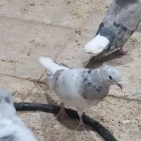 هفت‌رنگ دم سفیدآس