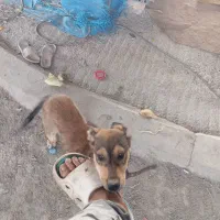سگ توله نر|سگ|گرگان, |دیوار