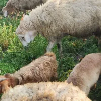 یک‌عدد‌قوچ‌‌دامازدغ|حیوانات مزرعه|مرادلو, |دیوار