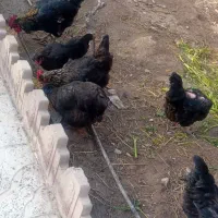 مرغ وخروس رسمی تخم گزار و۲ عدد غاز نر درشت