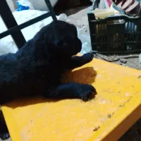 توله سگ دورگه