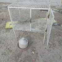 جفت کنی کفتر