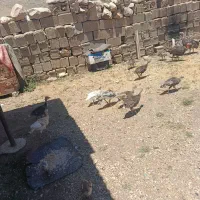 بوقلمون محلی اصل بدون هیچ مشکلی