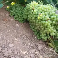 غوره آبگیری شیراز