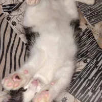 واگذاری گربه