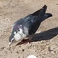 نرریش مگس|پرنده|نیمروز, |دیوار