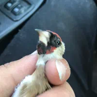 نشان دار لکو پیس سیاه سهره|پرنده|اردبیل, |دیوار