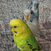 مرغ عشق|پرنده|شیروان (خراسان), |دیوار