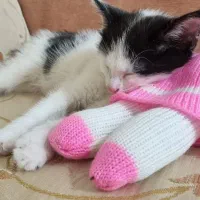 واگذاری رایگان گربه