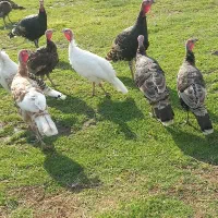 ۱۰ بوقلمون نر