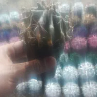 کاکتوس ساده و رنگی  عمده و خرده