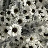 تخفیف ویژه داودی|گل و گیاه طبیعی|قائمشهر, |دیوار