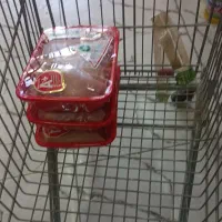 مرغ تیکه ،فیله مرغ و ران مرغ باتخفیف ویژه