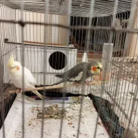 ی جفت عروس هلندی نر و ماده