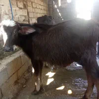 گوساله گاومیش نر از گاومیش‌های اصیل دغاغله