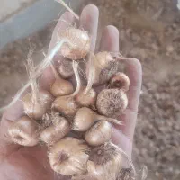 پیاز زعفران سرایان