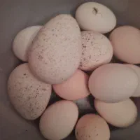 تخم بوقلمون نطفه دار