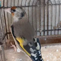 سهره دورگ ۳عدد|پرنده|شیراز, نصر|دیوار