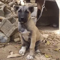 واگذاری ماده سرابی اصیل|سگ|هشتگرد, ینگی امام|دیوار