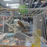 سهره قناری مست بخون دهن لر رنگ روشن عتیقه