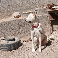 سگ معاوضه با قناری