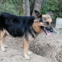 توله ژرمن ورک|سگ|چابکسر, |دیوار