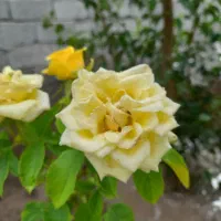 باغ و باغچه ۱۸۳ متری . دارای آب و برق و نگهبانی|فروش زمین و ملک کلنگی|تهران, امیریه|دیوار