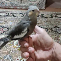 عروس هلندی سینامون|پرنده|زرقان, |دیوار