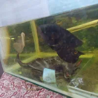 سه عدد ماهی|ماهی|رفسنجان, |دیوار