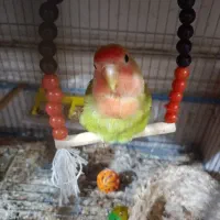 برزیلی نقاب دار و صورت هلویی به فروش می‌رسد